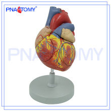 PNT-0405 2 Times Enlarged 4 Parts Biological Medical Teaching Heart 3d model